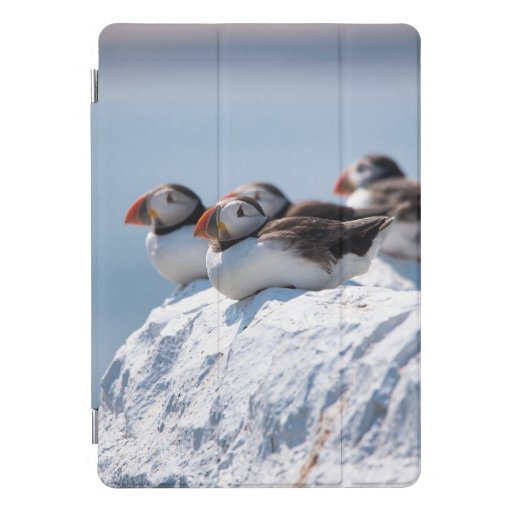 Puffins Seabirds Birds Wildlife iPad Pro Cover