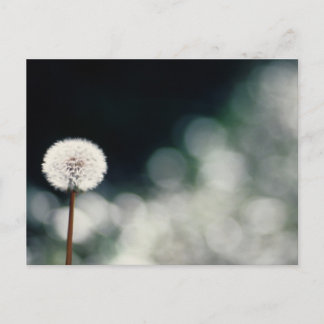 Puffs in the Garden Postcard