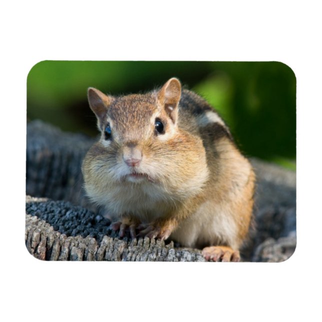 Puffy Cheeked Chipmunk Magnet (Horizontal)