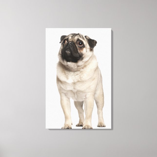 Pug (13 months old) looking up canvas print (Front)