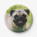 pug-13 paper plates