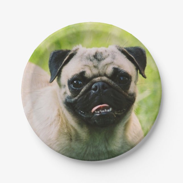pug-13 paper plates (Front)