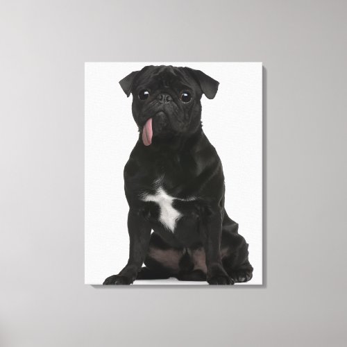 Pug 1 year old sitting with its tongue hanging canvas print