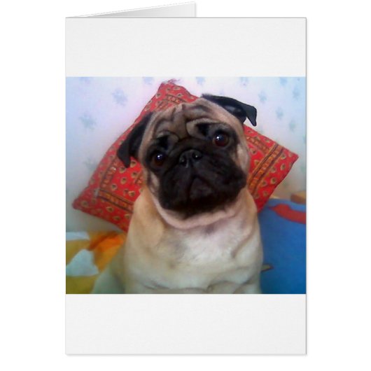 pug 4.png cards (Front)