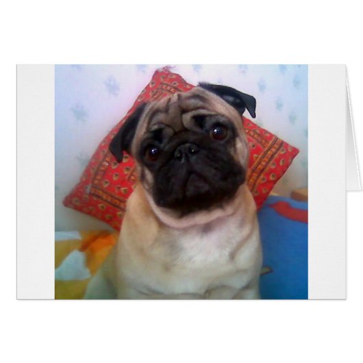 pug 4.png cards (Front Horizontal)