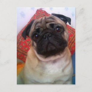 pug 4.png postcard