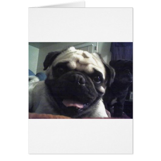 Pug 5.png cards (Front)
