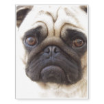 pug-7 temporary tattoos