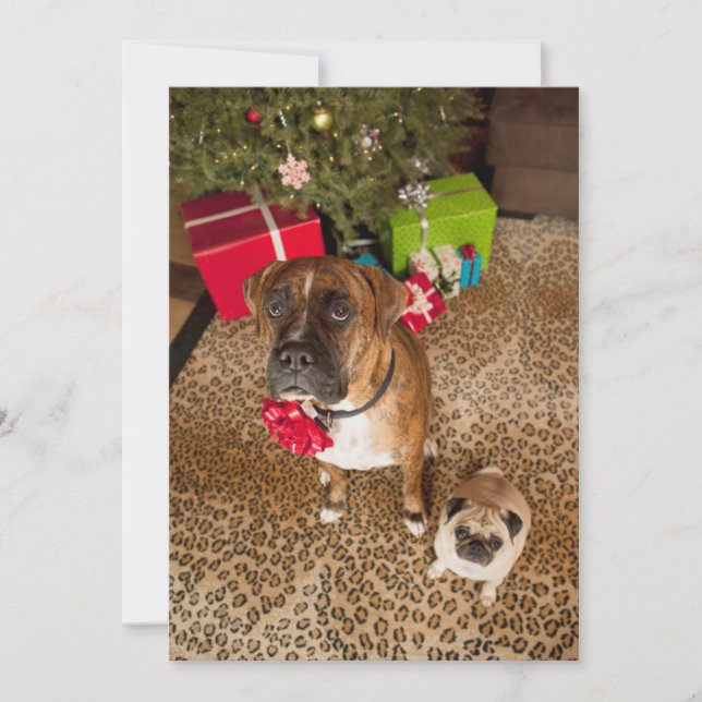 Pug and boxer sitting in front of Christmas tree Holiday Card (Front)