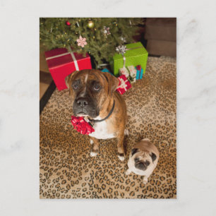 Pug and boxer sitting on the front of Christmas tr Holiday Postcard