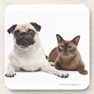 Pug and Burmese cat Coaster