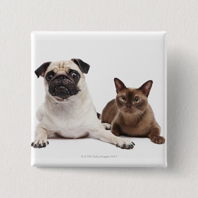 Pug and Burmese cat Pinback Button (Front)