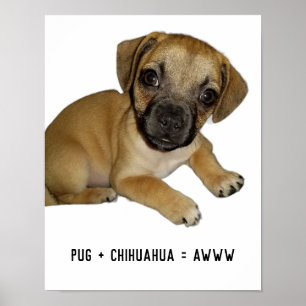 Pug and Chihuahua Cute Dog Puppy Breed Mix Ever Poster