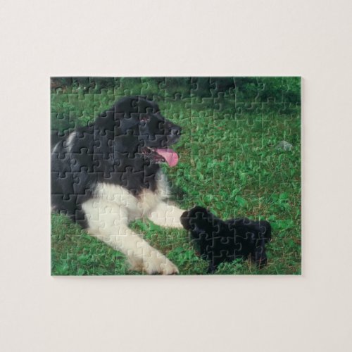 Pug and Newfoundland Dog Puzzle