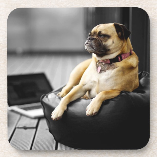 Pug at Rest Drink Coaster (Front)