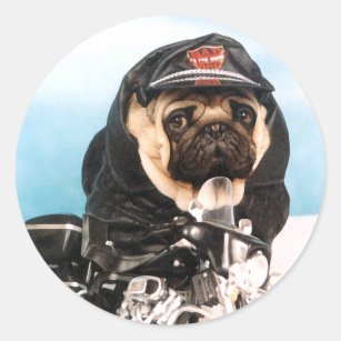 Pug Biker Stickers