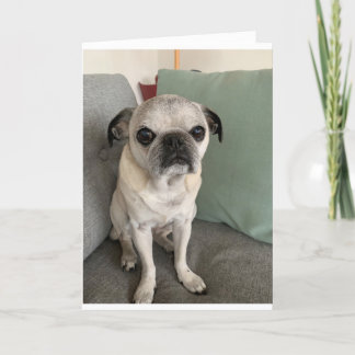 Pug birthday card, sarcastic card