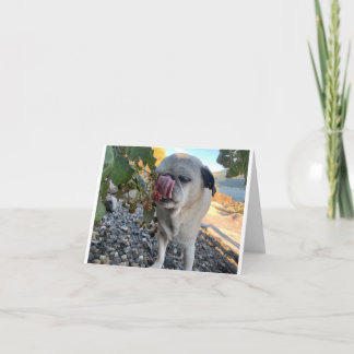 Pug birthday funny card