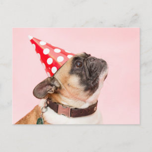Pug Birthday Postcard