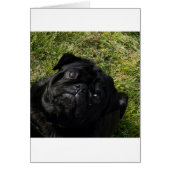 pug black (Front)