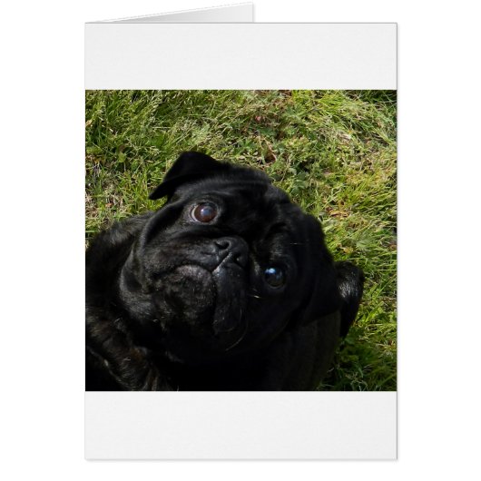 pug black cards (Front)