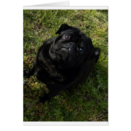 pug black full cards (Front)