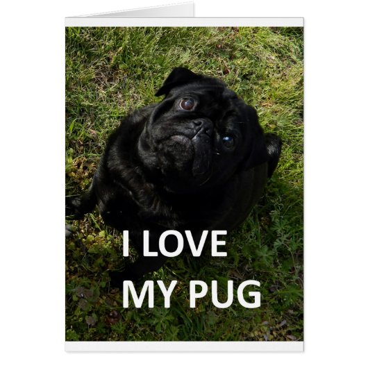 pug black love w pic cards (Front)