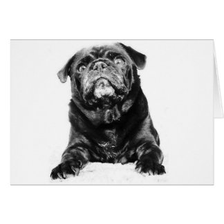 Pug - Black PUG Black & White Cards