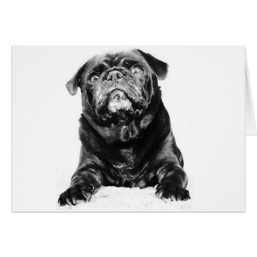 Pug - Black PUG Black & White Cards (Front Horizontal)