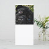 pug black-pug eyes (Standing Front)