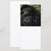 pug black-pug eyes (Front/Back)