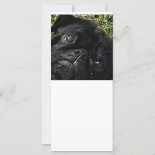 pug black-pug eyes (Front)