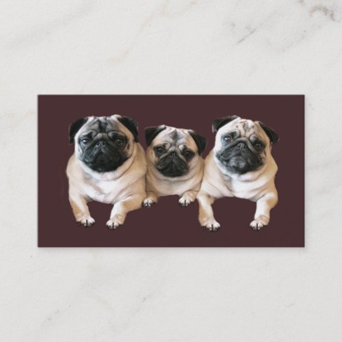 Pug Breeder Business Card