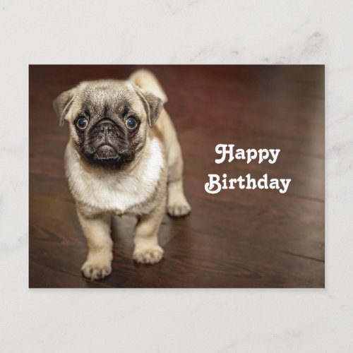 Pug Brown Dog Photo Birthday Postcard