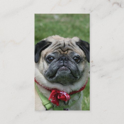 Pug business cards