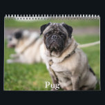 Pug Calendar<br><div class="desc">A Calendar with 12 different pictures of Pug</div>