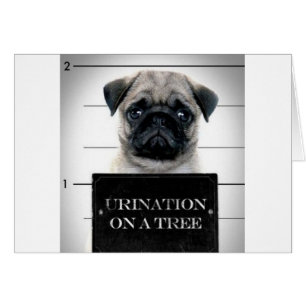 Pug Cards