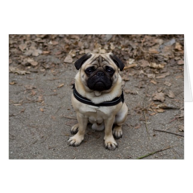 Pug Cards (Front Horizontal)