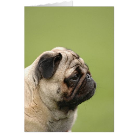 Pug Cards (Front)