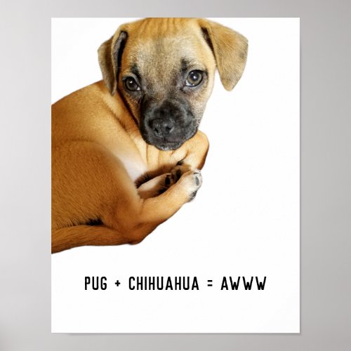 Pug  Chihuahua  Awww Cutest Puppy Mix Ever Poster