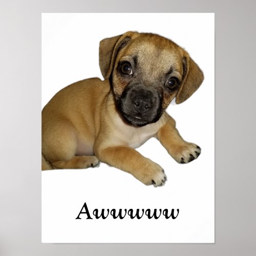 Pug Chihuahua Cute Adorable Precious Puppy Dog Poster