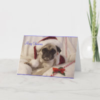 Pug Christmas Card