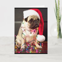 Pug Christmas Card