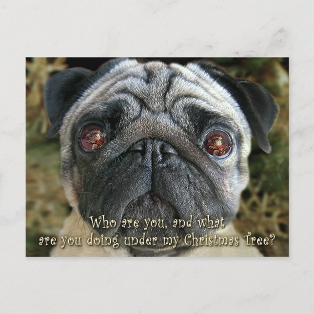 Pug Christmas postcard - Look into her eyes... (Front)