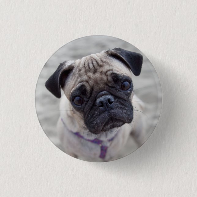 Pug Closeup Button (Front)