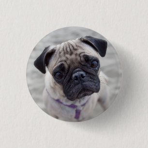 Pug Closeup Button