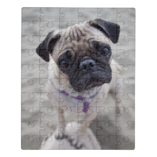 Pug Closeup Jigsaw Puzzle