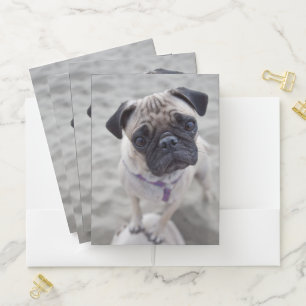 Pug Closeup Pocket Folder