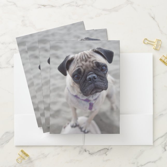 Pug Closeup Pocket Folder (In Situ)