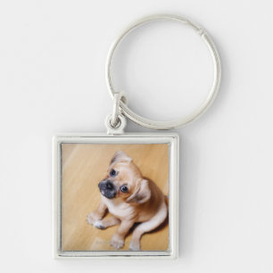 Pug Cross Cavalier King Charles Spaniel Keychain